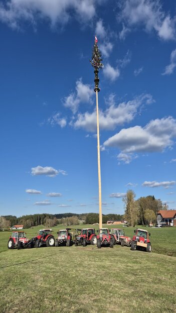 Maibaum Thail Jung&Alt