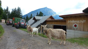 Lindnerpower auf der Alp