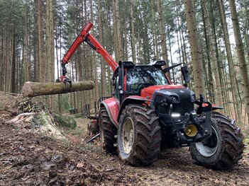 Lintrac im Wald Lintrac im Wald