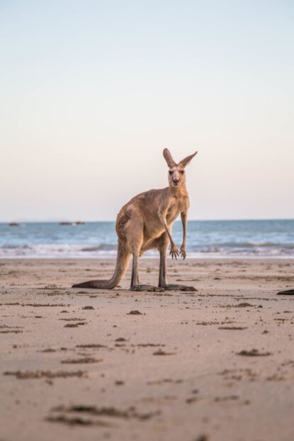 Australien Australien