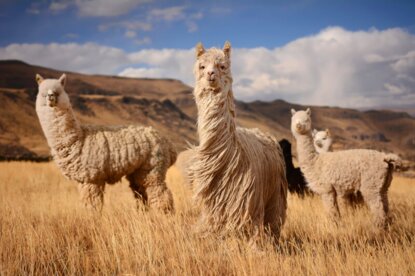 Patagonien Patagonien